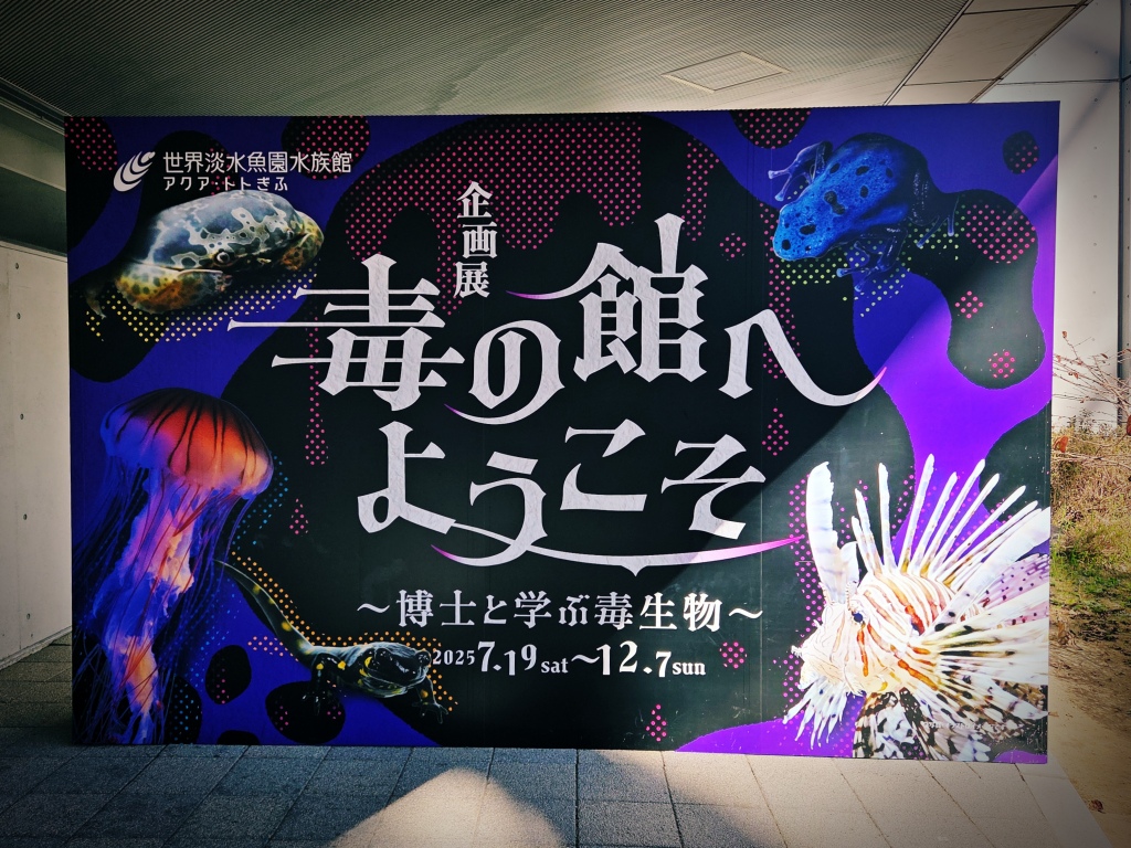 �A�N�A�E�g�g����